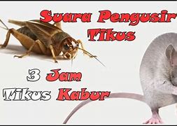 Apakah Jangkrik Bisa Mengusir Tikus