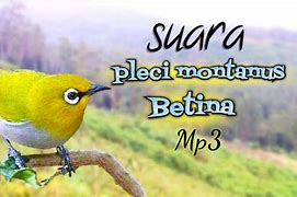 Suara Sogon Betina Mp3